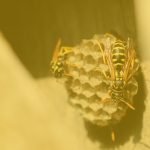 Wasp nest background